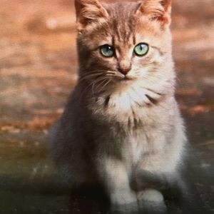 Meet your Posher, Avery